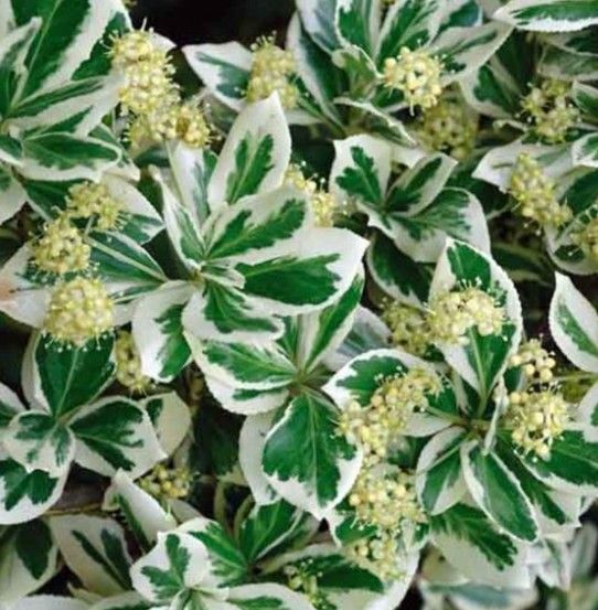 Arborvitae ‘Emerald Green’