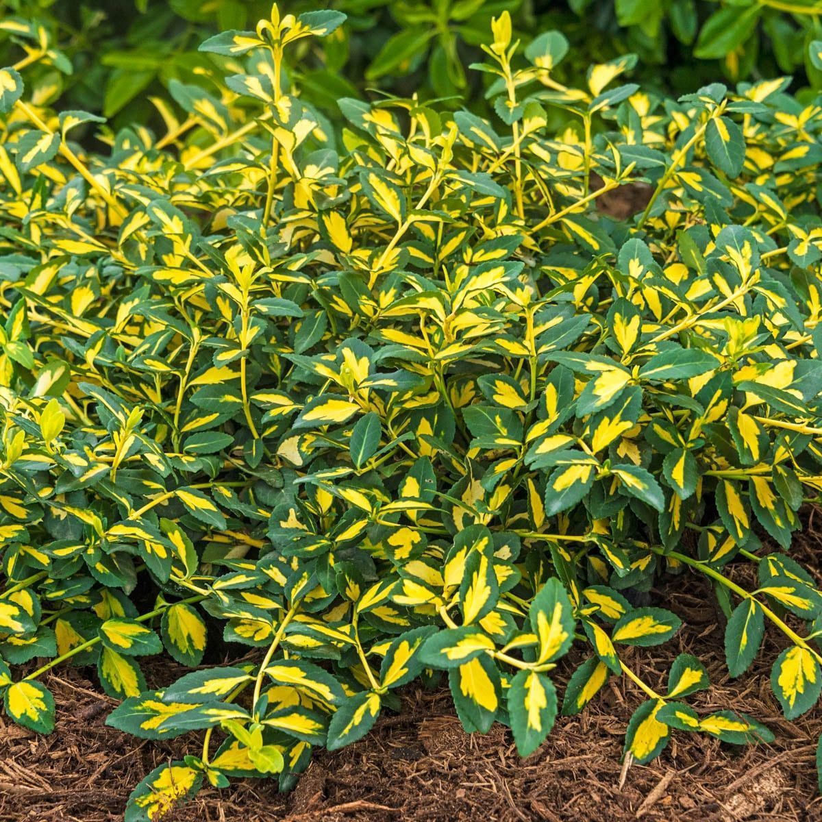 Arborvitae ‘Fairview’