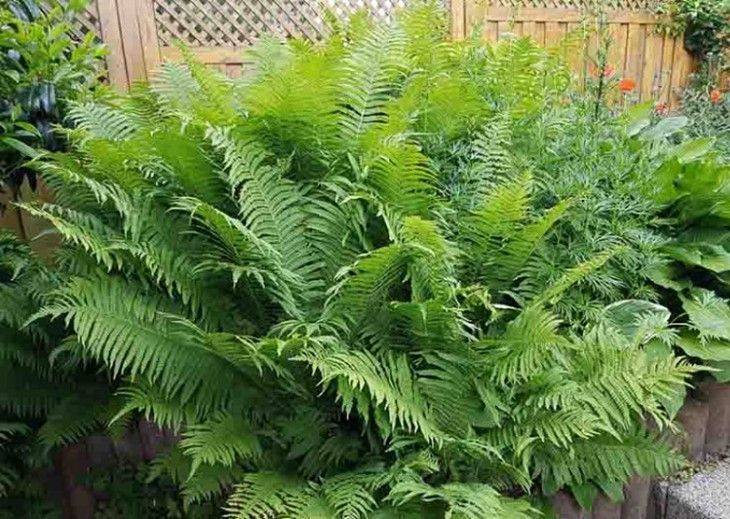 Lush green ferns growing in a garden bed, with a wooden fence in the background.