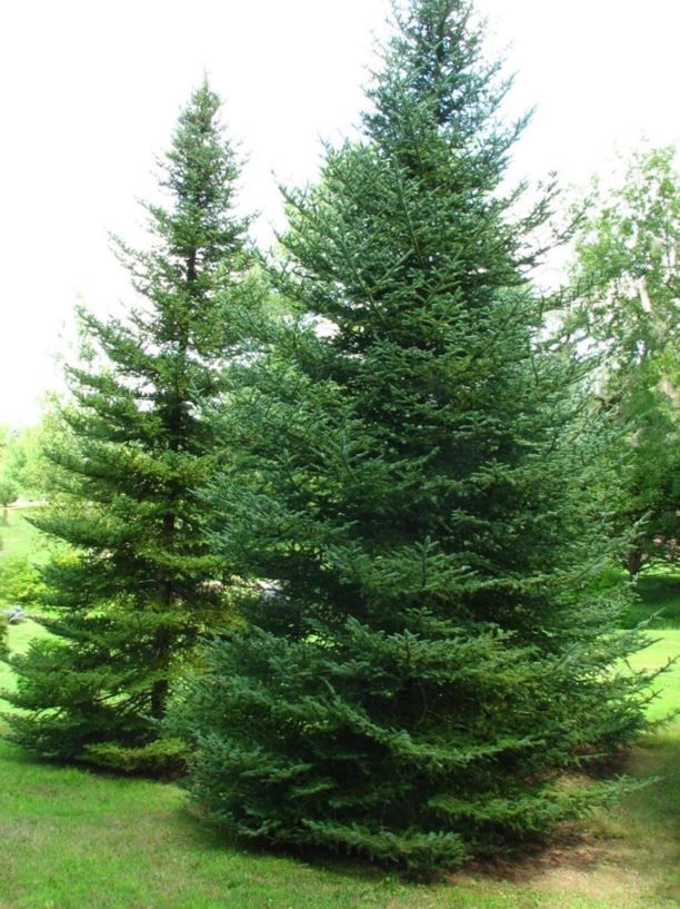 Canaan Fir