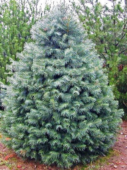 Concolor Fir 