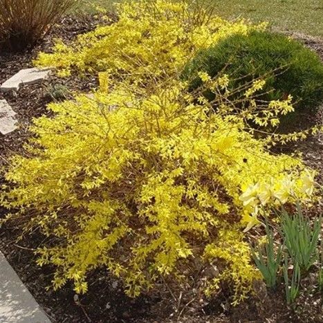 Arborvitae ‘Emerald Green’