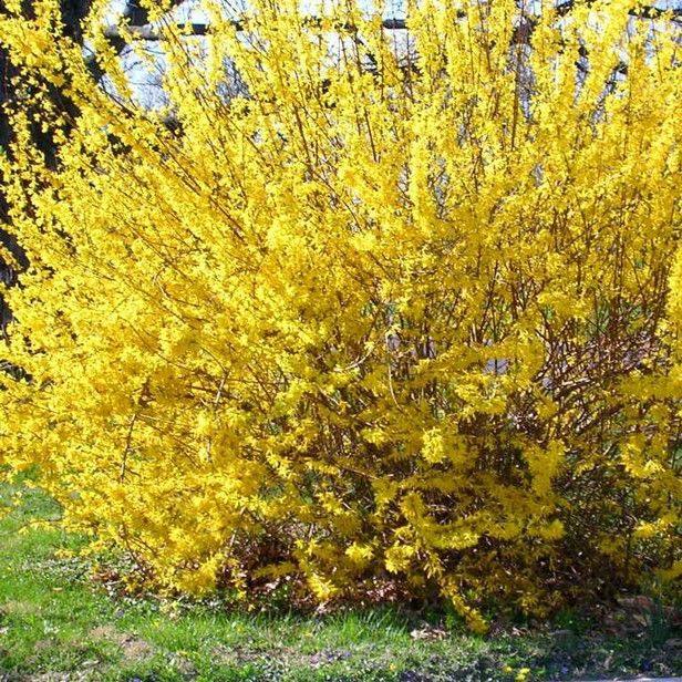 Arborvitae ‘Fairview’