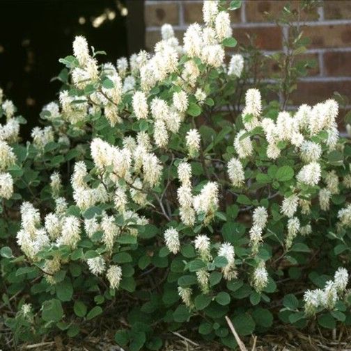 Arborvitae ‘Emerald Green’