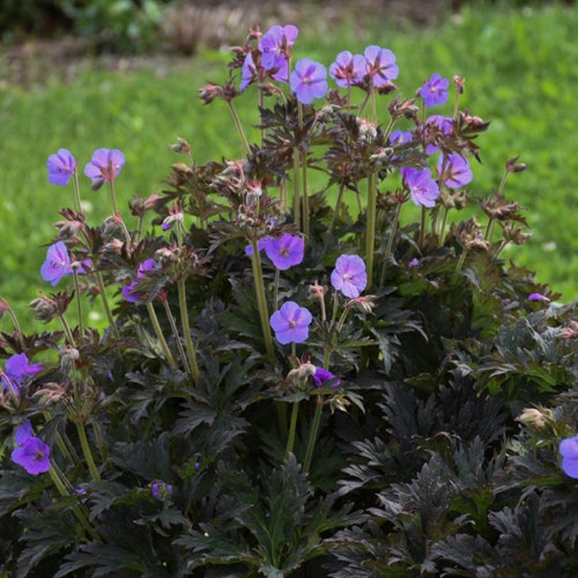 Lavender flowers in full bloom, lush green foliage, with a backdrop of green grass.