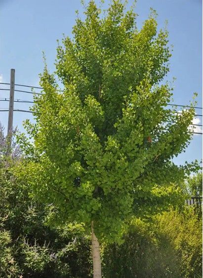 Ginkgo ‘Autumn Gold’