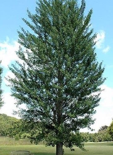 Ginkgo ‘Princeton Sentry’