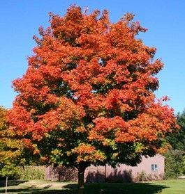 Green Mountain Sugar Maple