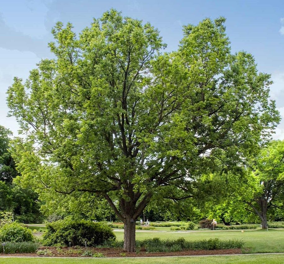 Hackberry