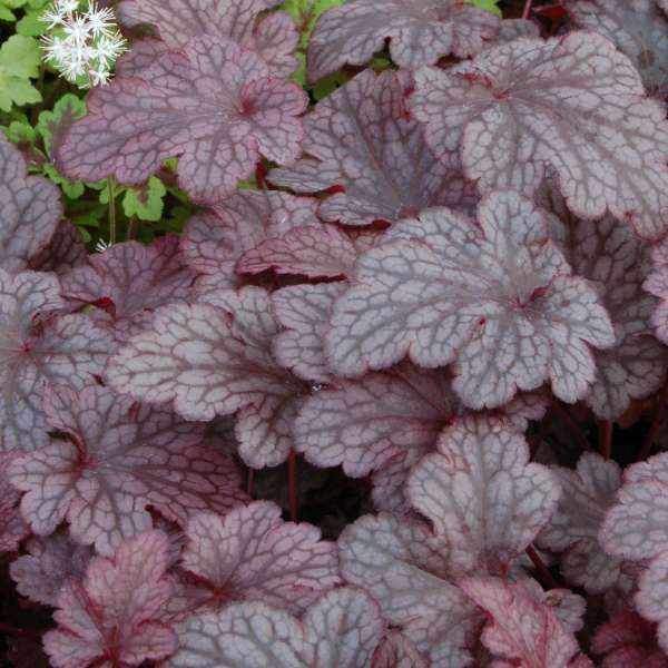 Clump of dark purple coral bells plant with ruffled leaves.