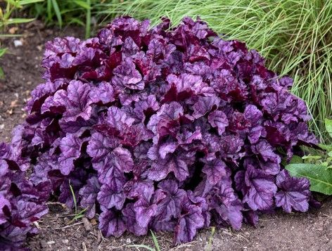 Clump of dark purple Heuchera plant with ruffled leaves.