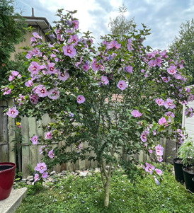 Hibiscus Tree ‘Purple Pillar’