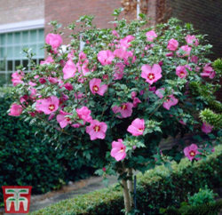 Hibiscus Tree ‘Woodbridge’
