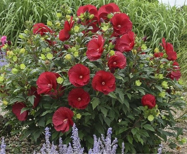 Red hibiscus flowers bloom on a dark-leafed bush in a garden.