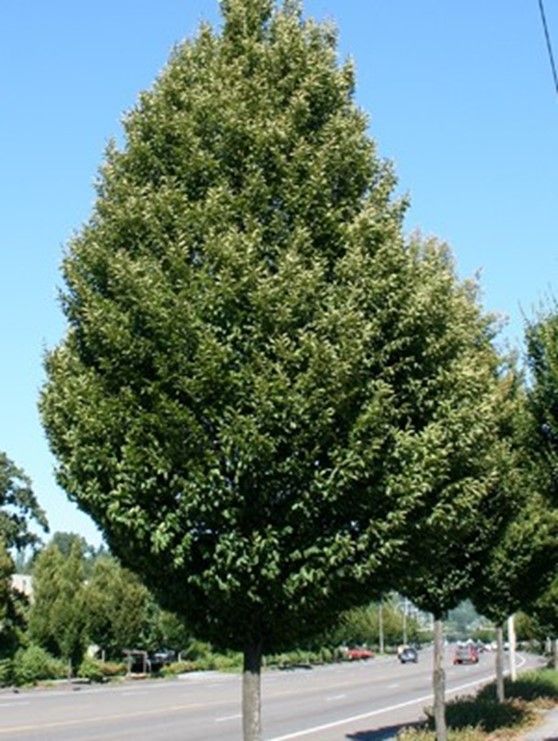 Hornbeam ‘American Columnar’