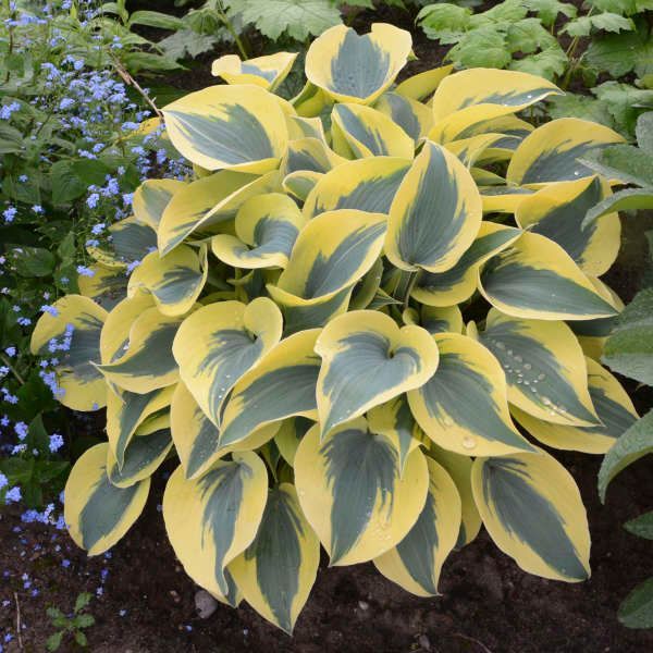 Variegated hosta plant with green and white leaves and lavender flower spikes.