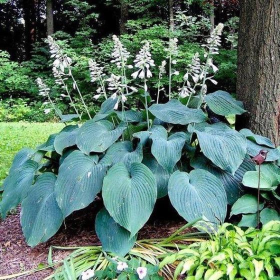 Large, blue-green hosta plant with numerous white flower spikes blooming in a garden setting.
