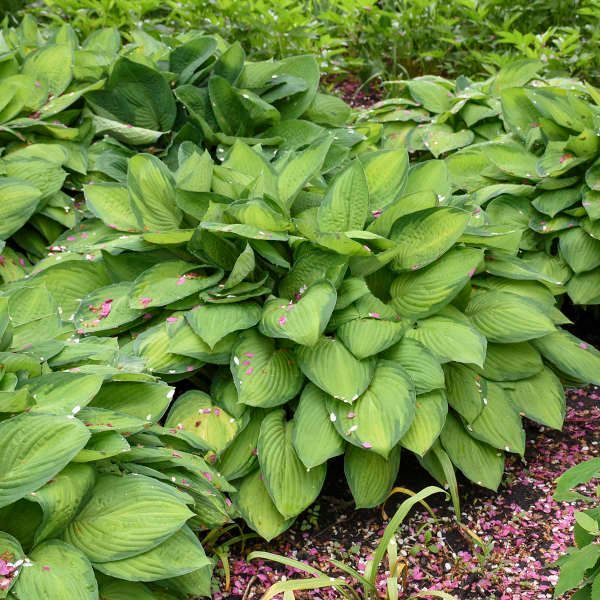 Bright green hosta plant with light purple flowers, in a garden setting.