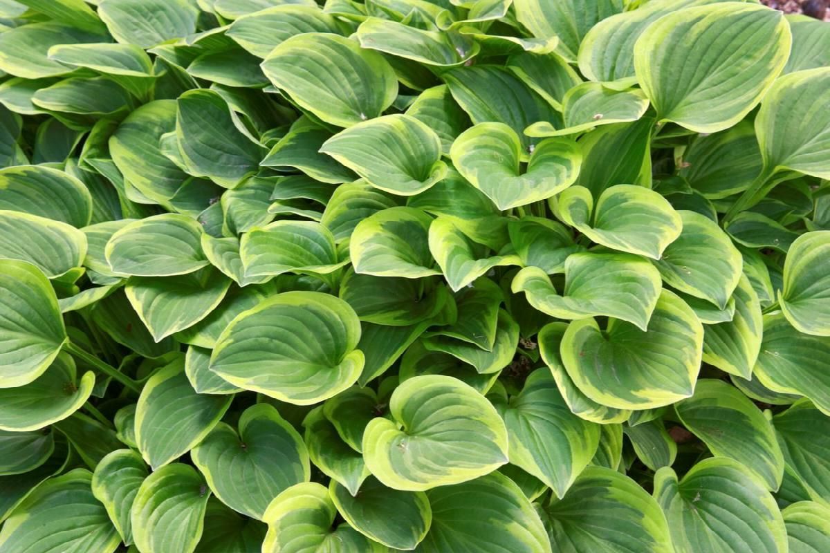 Green and yellow hosta plant with purple flowers.