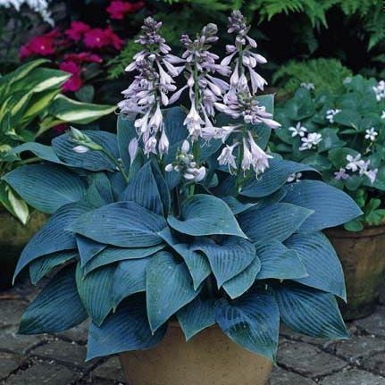 Blue hosta plant in a brown pot, with light purple flower stalks.