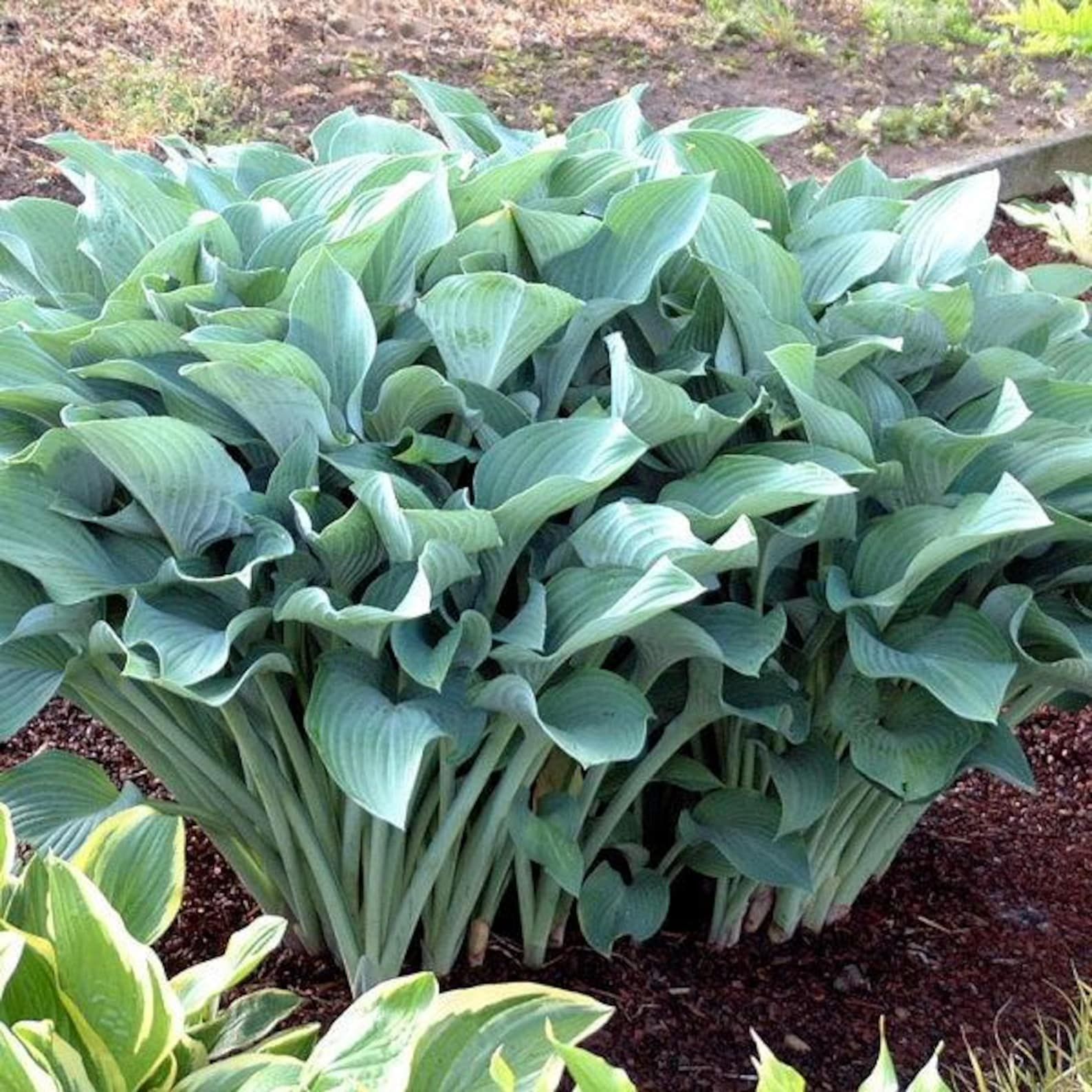 A large hosta plant with blue-green leaves and white flowers in a garden setting.