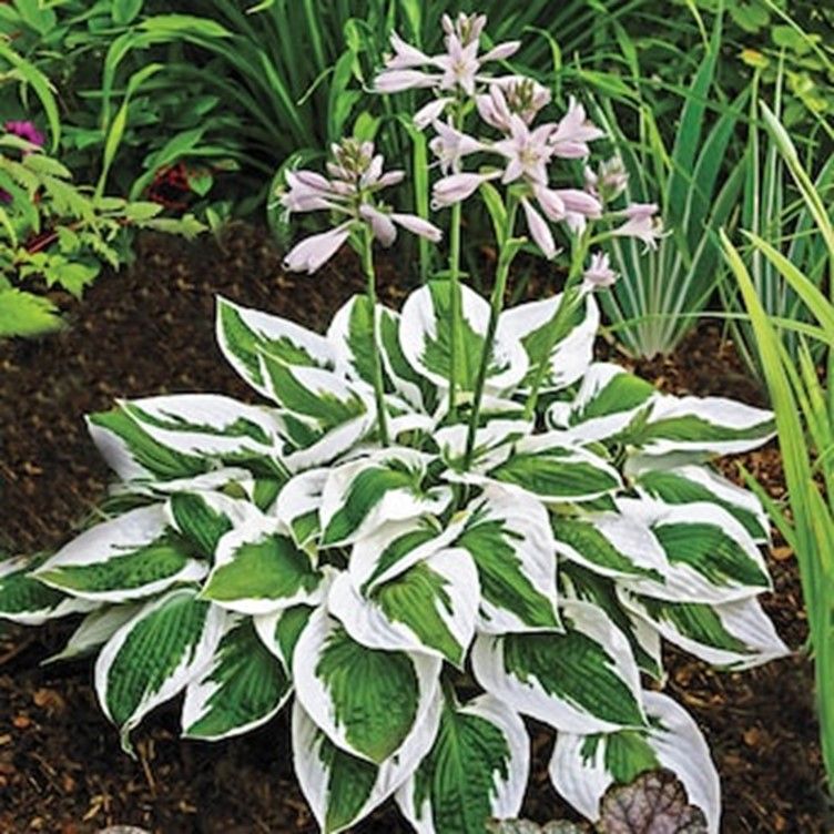 Hosta plant with green leaves edged in white, topped with pale purple flower stalks.