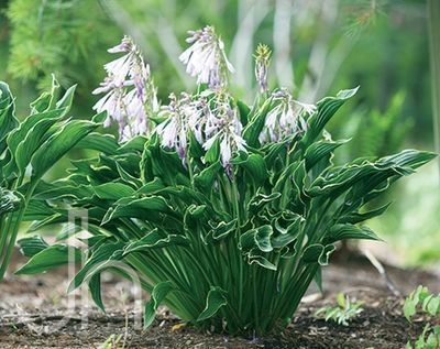 Green and cream variegated hosta plant in bloom with pale purple flowers.