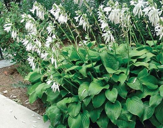 Green hosta plant with tall white flower spikes.