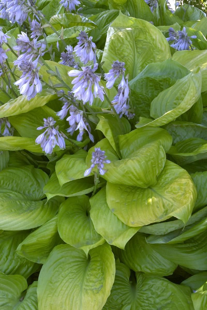 Green hosta plant with pale purple flowers.
