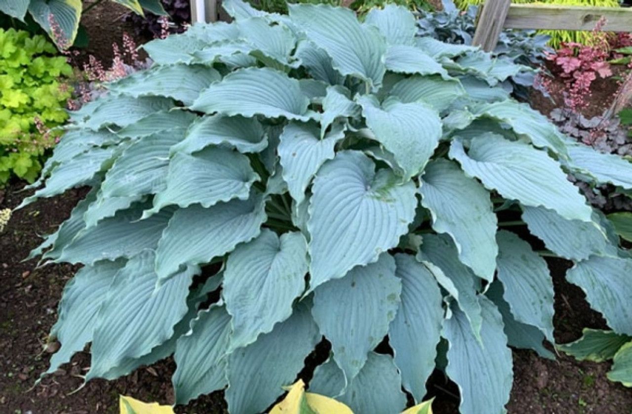 Blue-green hosta plant with textured, heart-shaped leaves growing in a garden bed.
