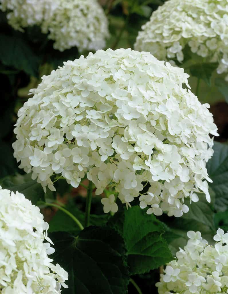 Hydrangea Tree ‘Berry White’