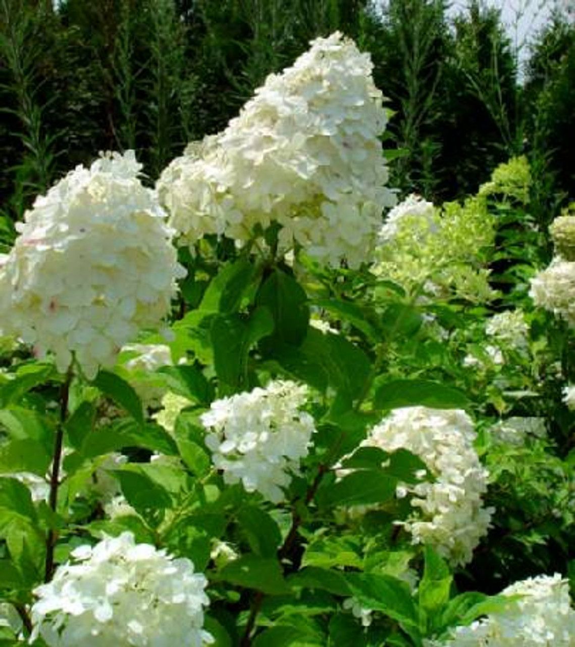 Hydrangea Tree ‘Limelight’