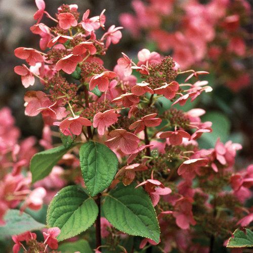 Hydrangea Tree ‘Vanilla Strawberry’