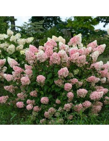 Hydrangea Tree ‘Quickfire’