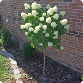 Hydrangea Tree ‘Limelight’