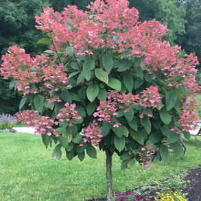Hydrangea Tree ‘Quickfire’