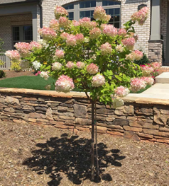 Hydrangea Tree ‘Vanilla Strawberry’