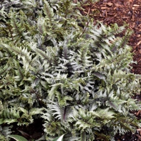 Fern with purple stems and ruffled, silvery-green fronds, in a dark pot outdoors.