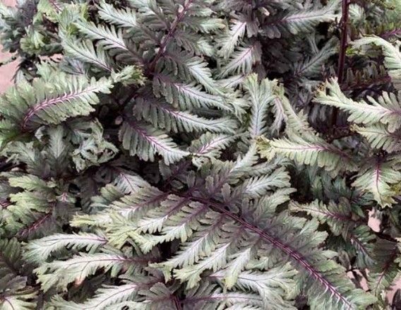 Fern with purple stems and ruffled, silvery-green fronds, in a dark pot outdoors.