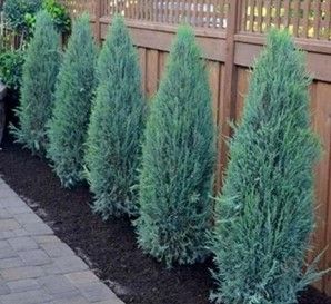 Juniper ‘Blue Arrow’