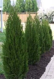 Juniper ‘Upright Hetz’