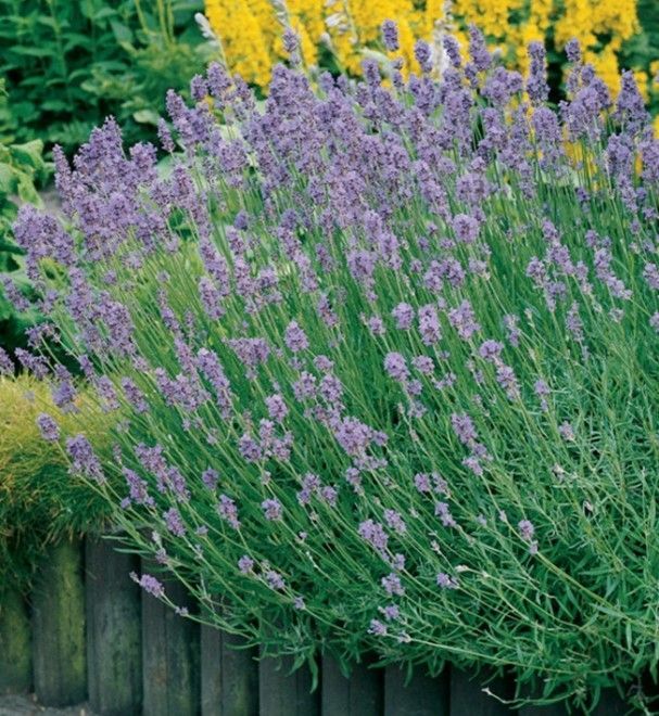 Lavender plant with purple flowers and green stalks.