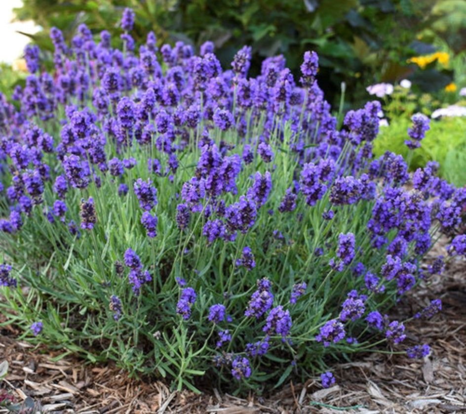 Purple allium flowers in bloom, with green stems and leaves in a garden bed.