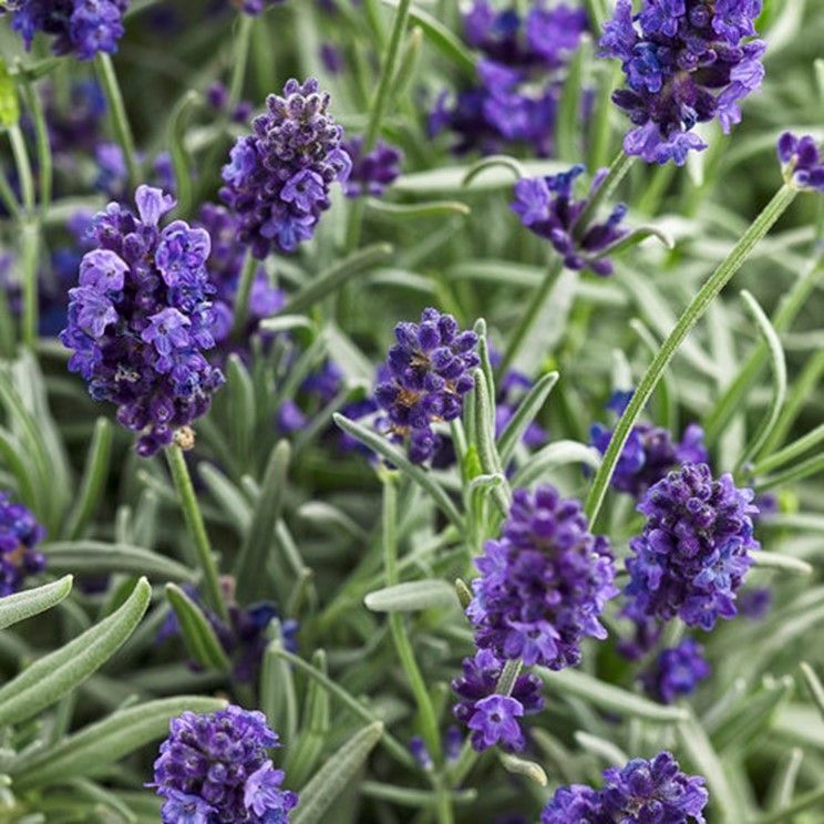 Purple allium flowers in bloom, with green stems and leaves in a garden bed.