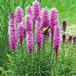 Purple liatris flowers with grassy green foliage.