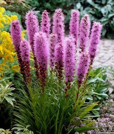Purple liatris flowers with grassy green foliage.