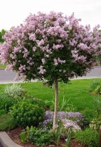 Lilac (Dwarf) Standard