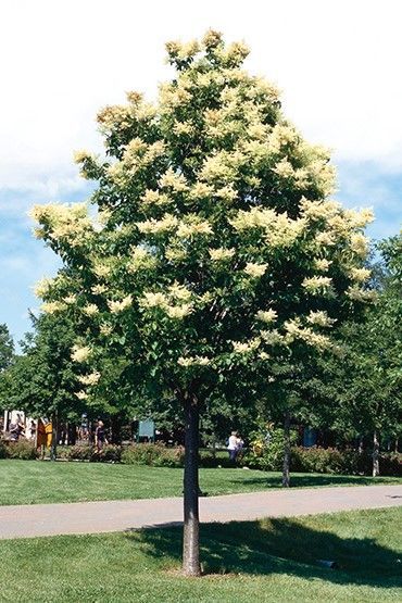 Purple allium flowers in bloom, with green stems and leaves in a garden bed.