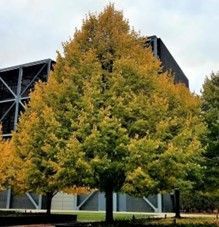 Linden ‘Greenspire’