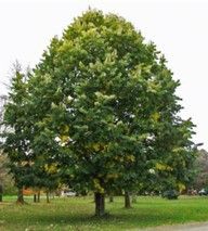Linden ‘Sterling Silver’